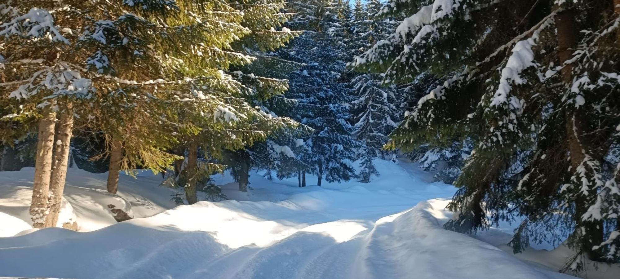 Pinetrees Lodge 플라브 외부 사진